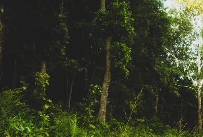 Springdale Uncovered: Top Attractions and Activities to Explore
